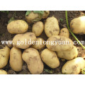 Fábrica de Batata Fresca 2016 New Crop